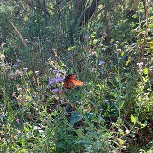 Meet your Posher, Sheisly velasquez